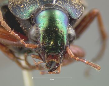 Media type: image;   Entomology 8002 Aspect: head frontal view